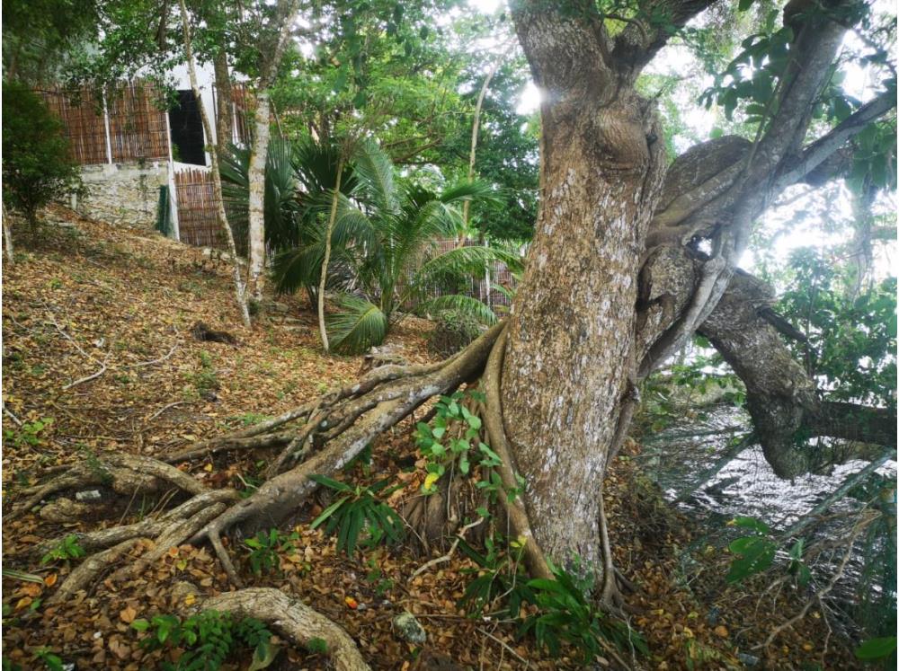  TERRENO EN LA COSTERA DE BACALAR - Img: 4